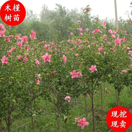 沭阳县红花木槿树 