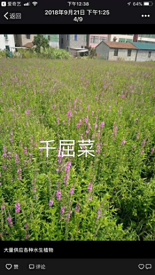 千屈菜 大量供应，基地直销货源充足