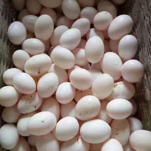 衢州肉鸽蛋 食用 箱装 