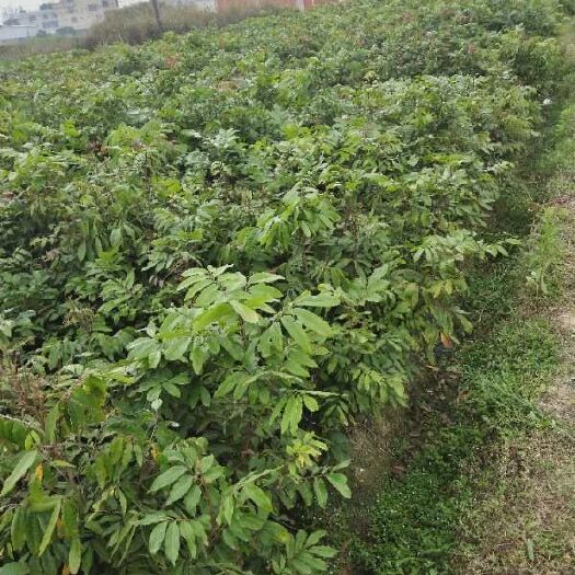 灵山县石峡龙眼树苗 