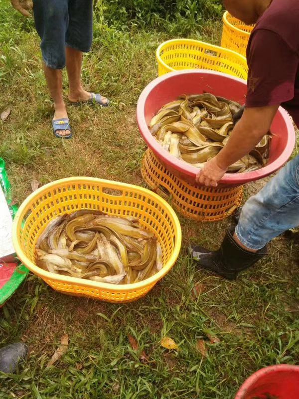 塘鲺苗  鱼苗直销本地塘鲺鱼苗三黄塘鲺鱼苗