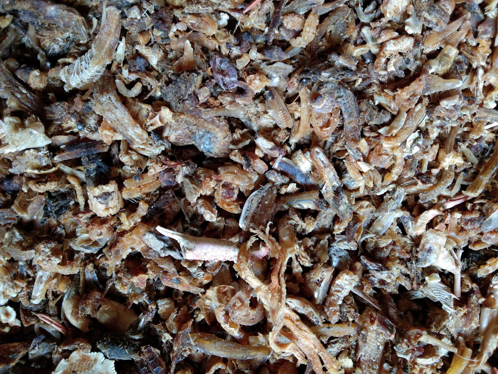 饲料鱼干喂猪河北渤海湾新出水煮熟鱼喂螃蟹气味好价格低量大从优