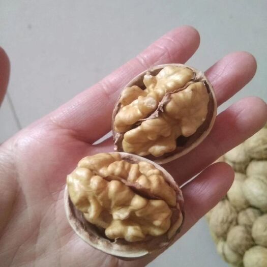 临猗县薄皮核桃 