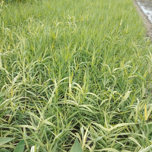 杭州芦苇 花叶卢竹，基地大量供应