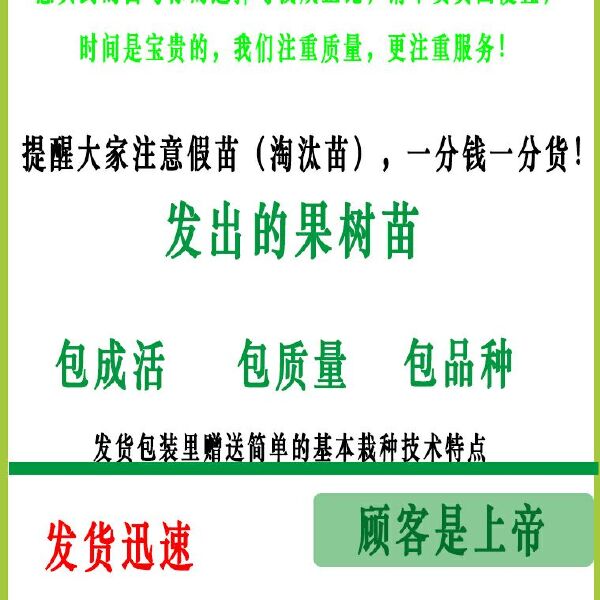 红肉苹果树苗 1~1.5米 