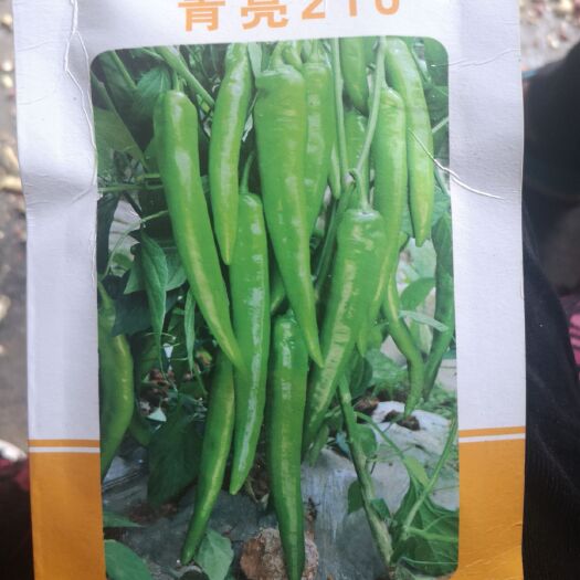 昆明羊角椒苗 羊角椒，果型表现好，