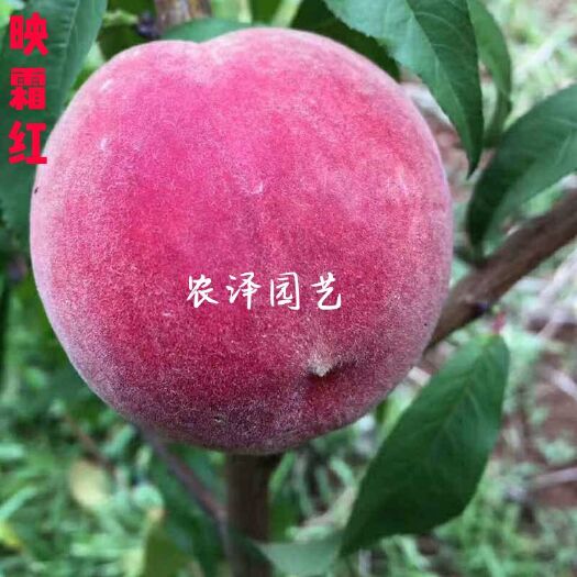平度市映霜红桃苗 晚熟桃树苗 冬桃 冬雪王桃树苗水蜜桃苗