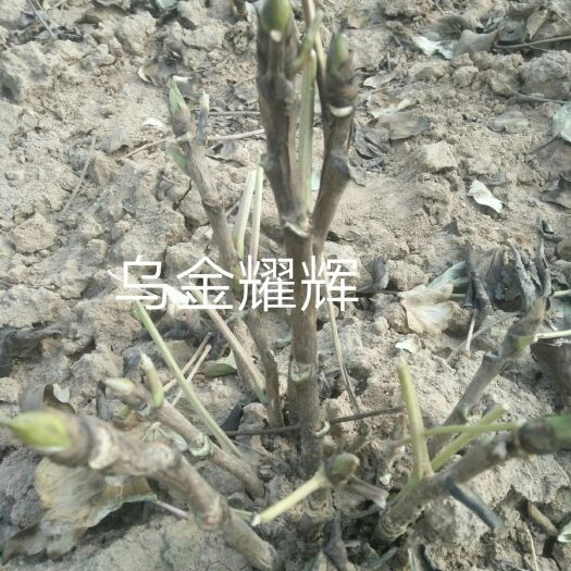 菏泽 牡丹苗