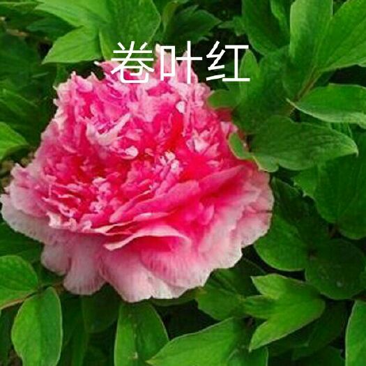 菏泽 观赏牡丹