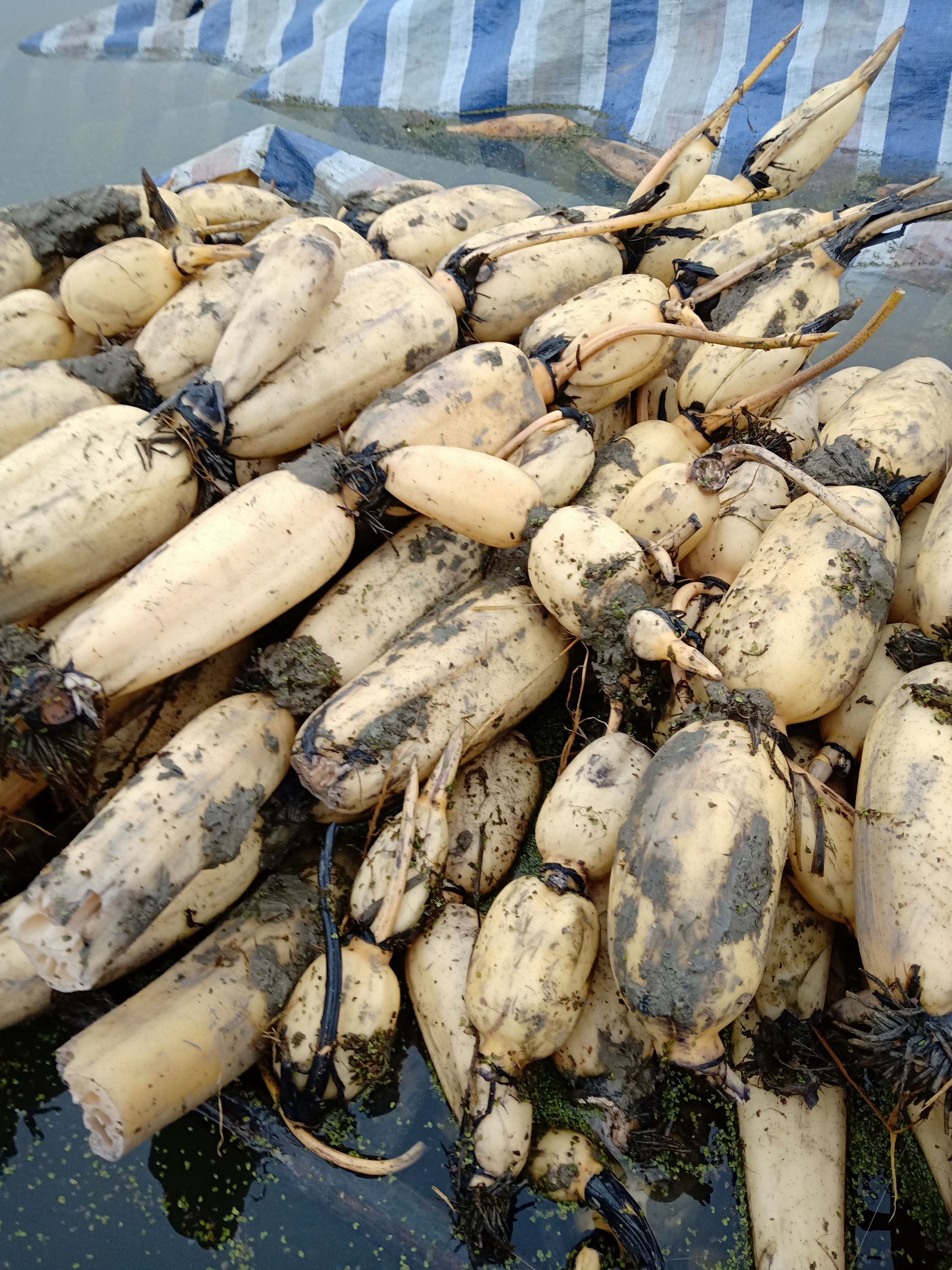 塘藕10~15cm 5-7cm