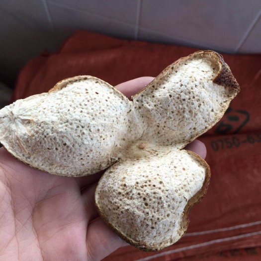 江门新会陈皮 