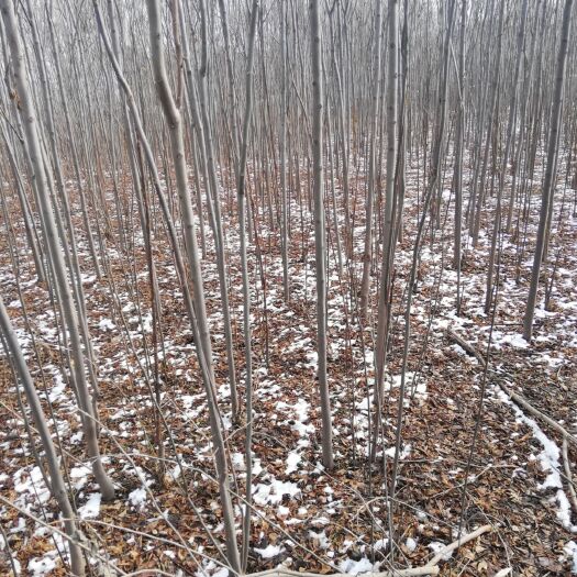 洛阳栾树 