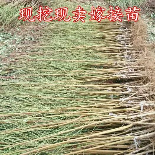 平邑县黄金蟠桃树苗 0.5~1米 