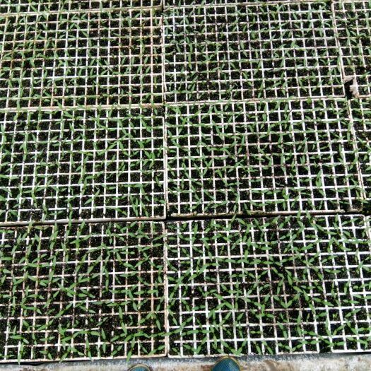 福泉市线椒苗 8～10片真叶 