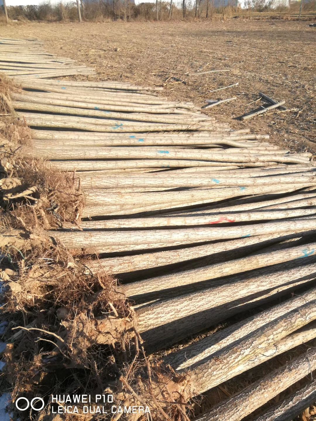 速生柳 6—8cm柳树海量