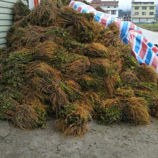 荔波县62号桑苗 
