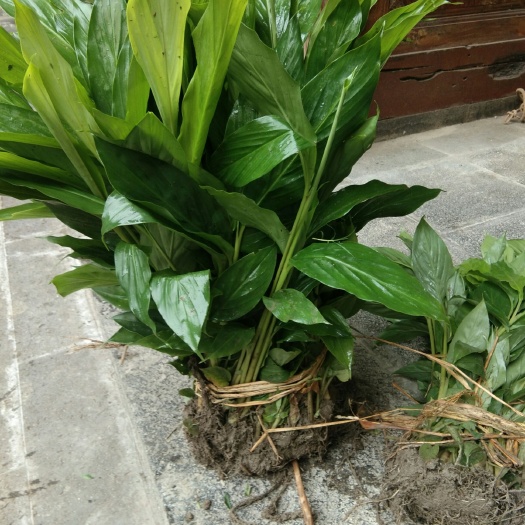 腾冲市草果苗 丛生苗 0.5米以下