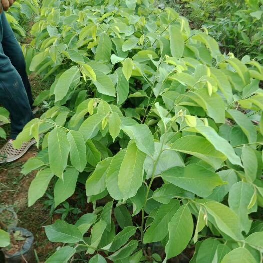 灵山县释迦果苗 嫁接苗 