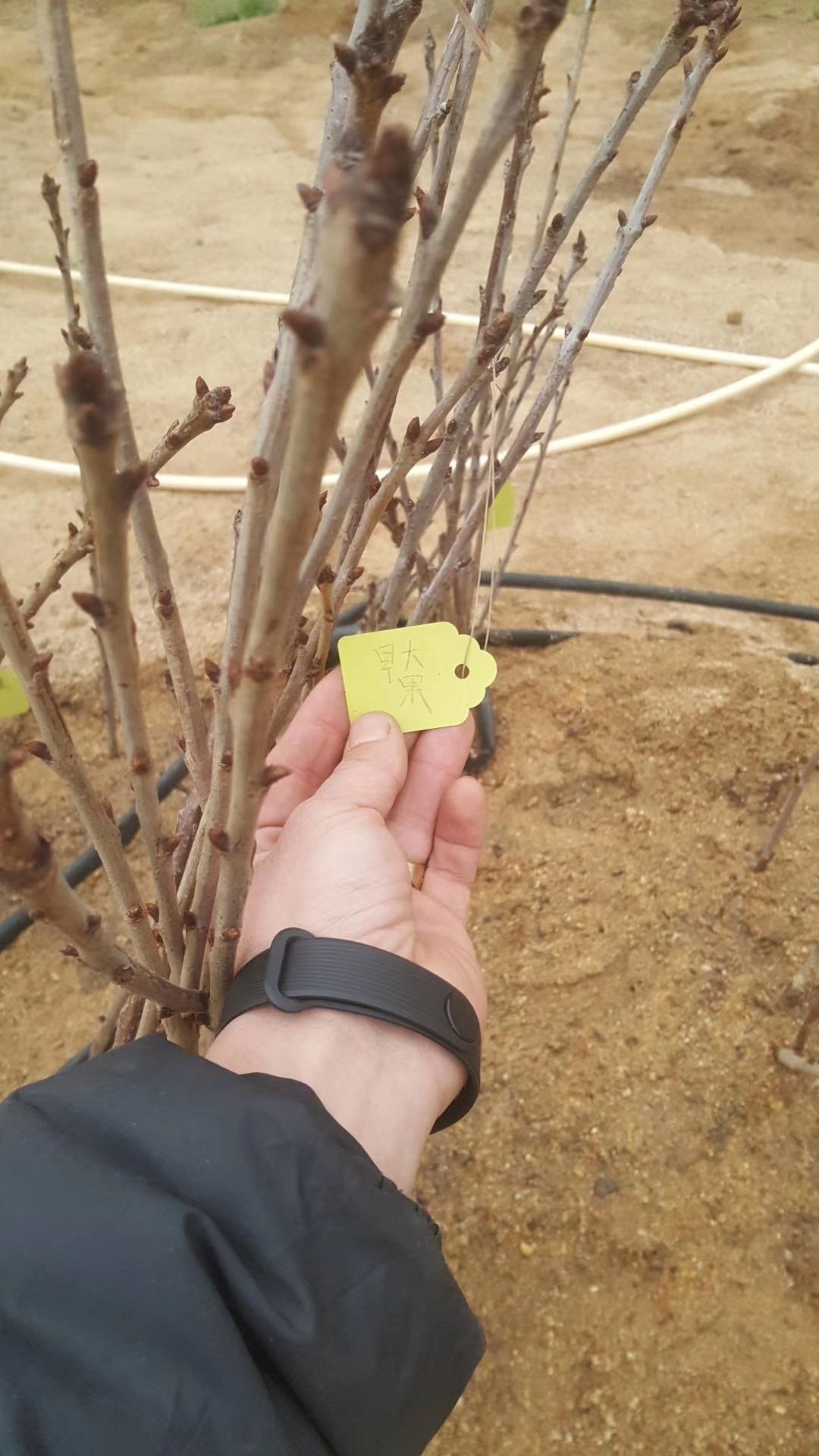  俄8樱桃苗，美早红灯樱桃苗，鲁樱3号樱桃苗，车厘子黑珍珠，