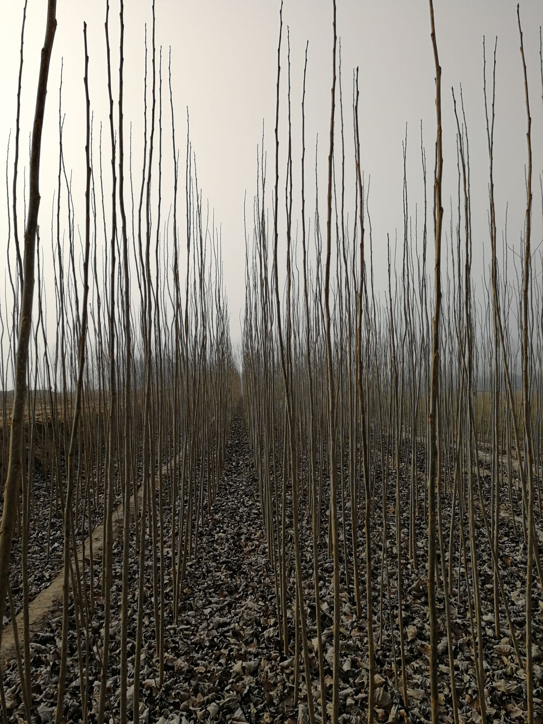 107杨 