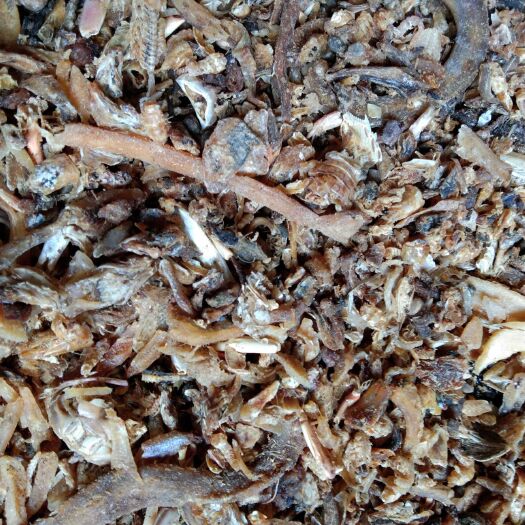饲料鱼干喂猪河北渤海湾新出水煮熟鱼喂螃蟹气味好价格低量大从优