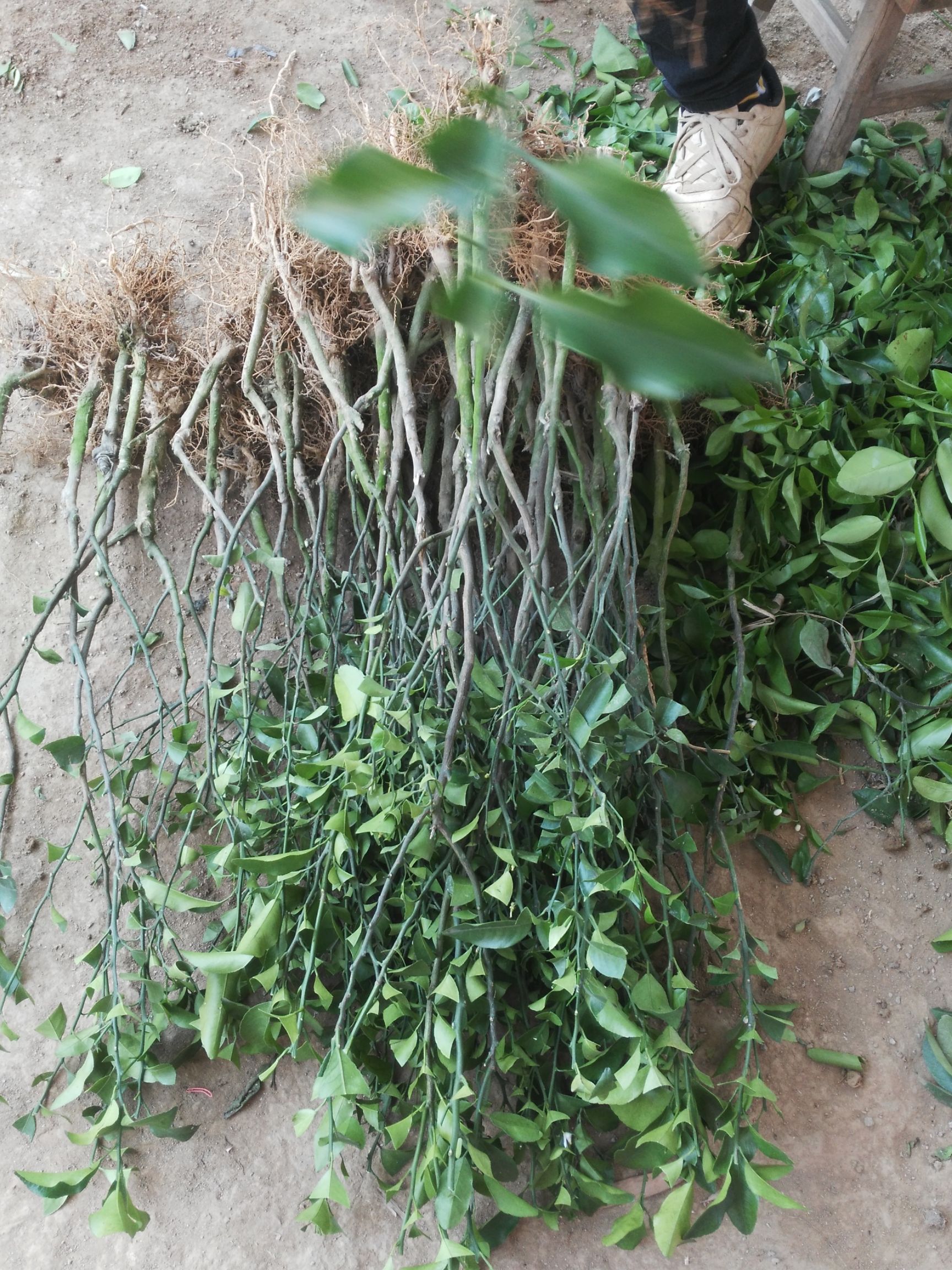 沙糖桔苗  第二年可以挂果，嫁接的地苗，养杯苗都有