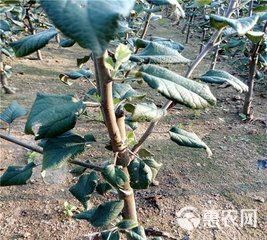 红肉苹果树苗 1~1.5米 