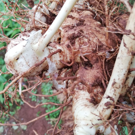 遂宁姜形黄精 块 