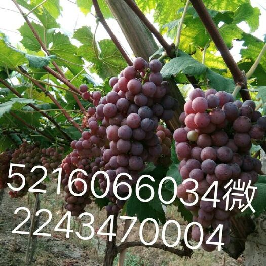 横峰县巨峰葡萄苗 