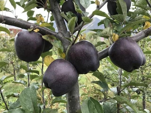 平邑县黑钻苹果树苗 1~1.5米