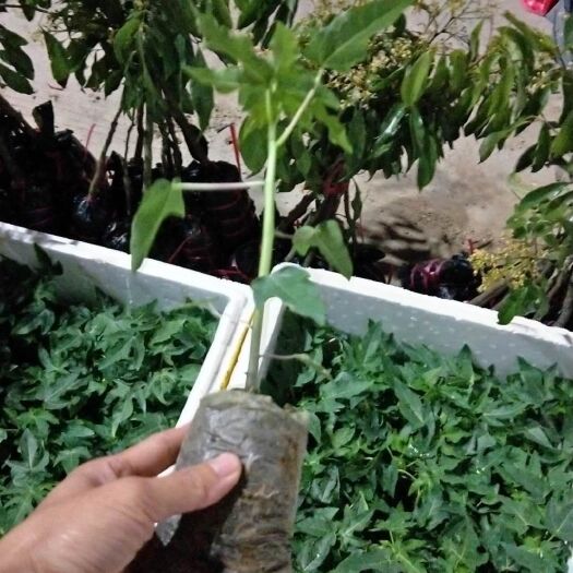 灵山县红心木瓜苗  