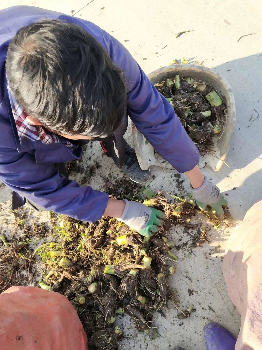 芋头种 荔浦芋头 香芋种苗