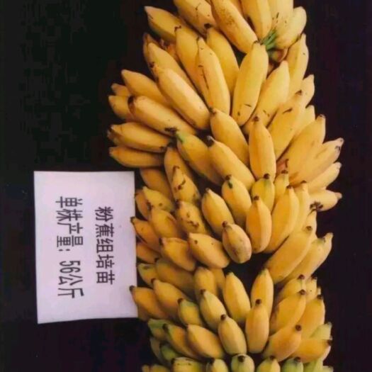 灵山县 金粉一号香蕉苗
