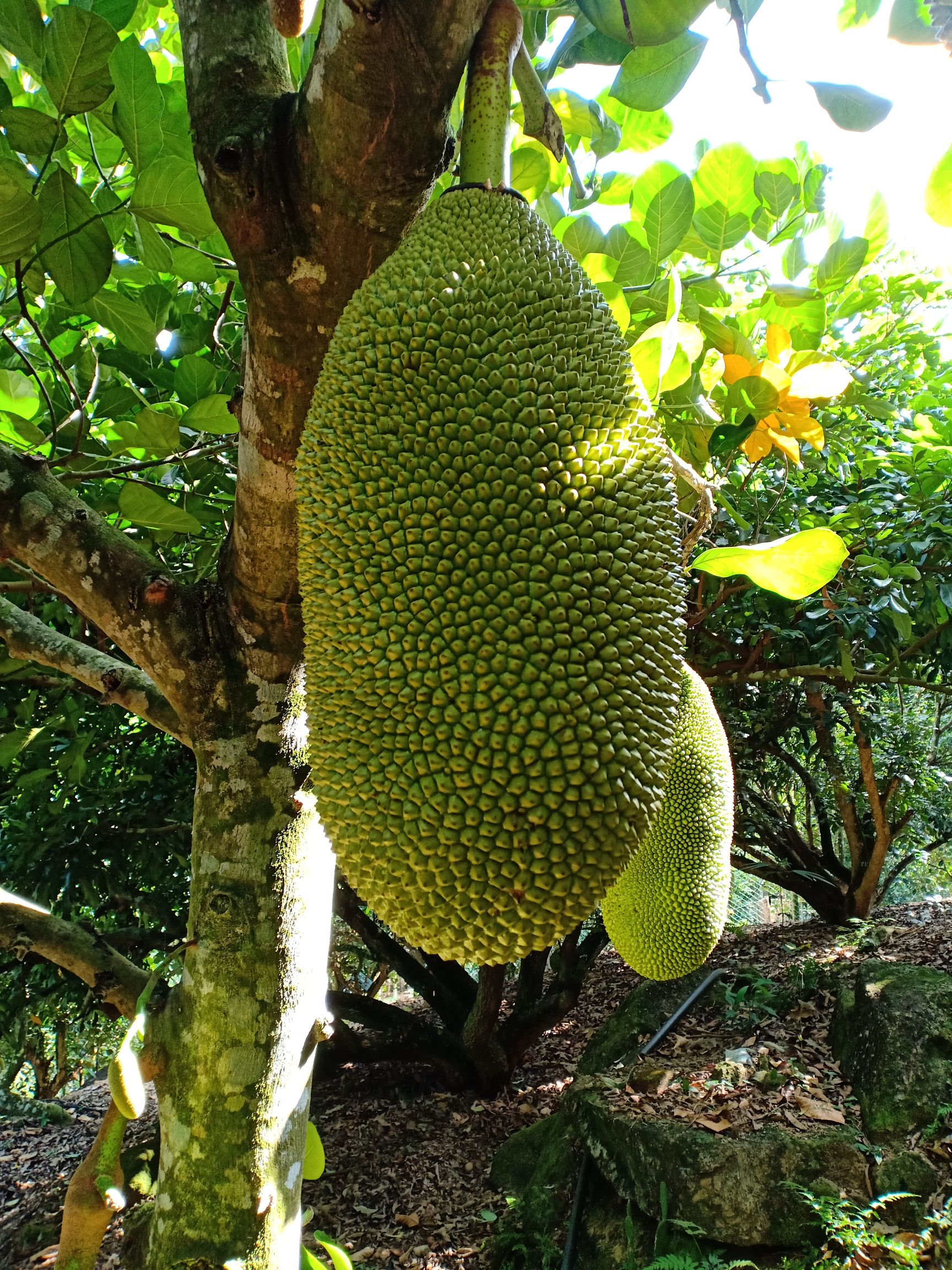 海南菠萝蜜 15斤以上 