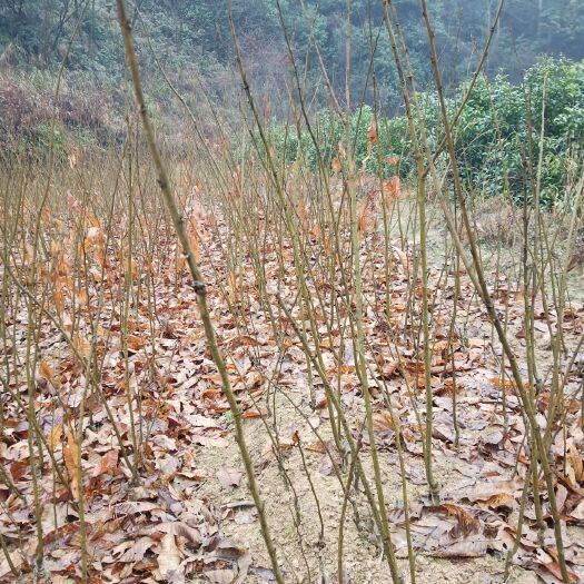 靖州县油栗苗  板栗树苗