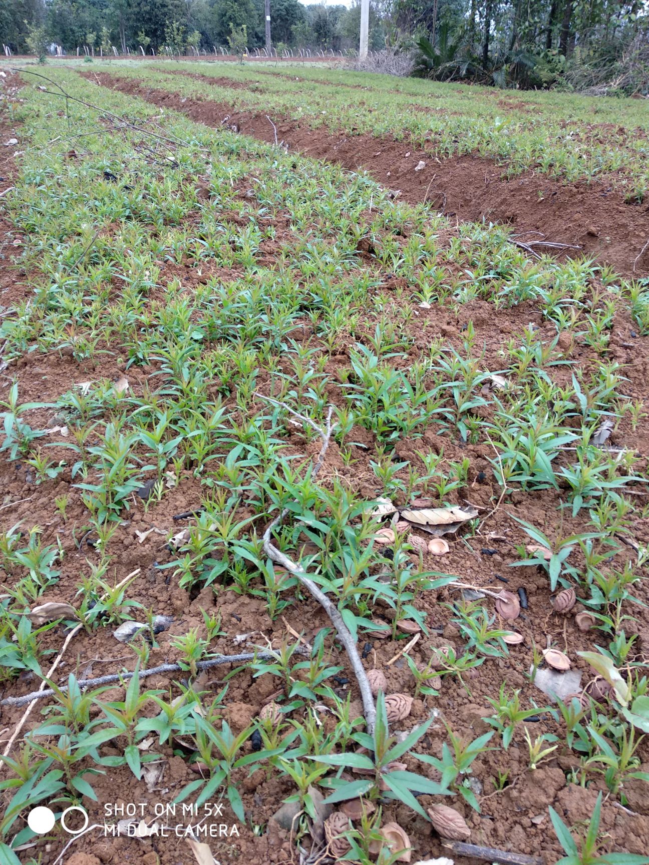 毛桃苗 0.5米以下 