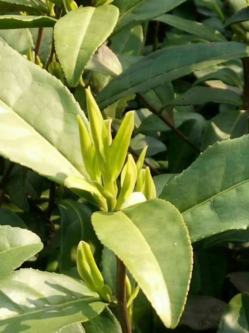 安吉白茶 一级 盒装 