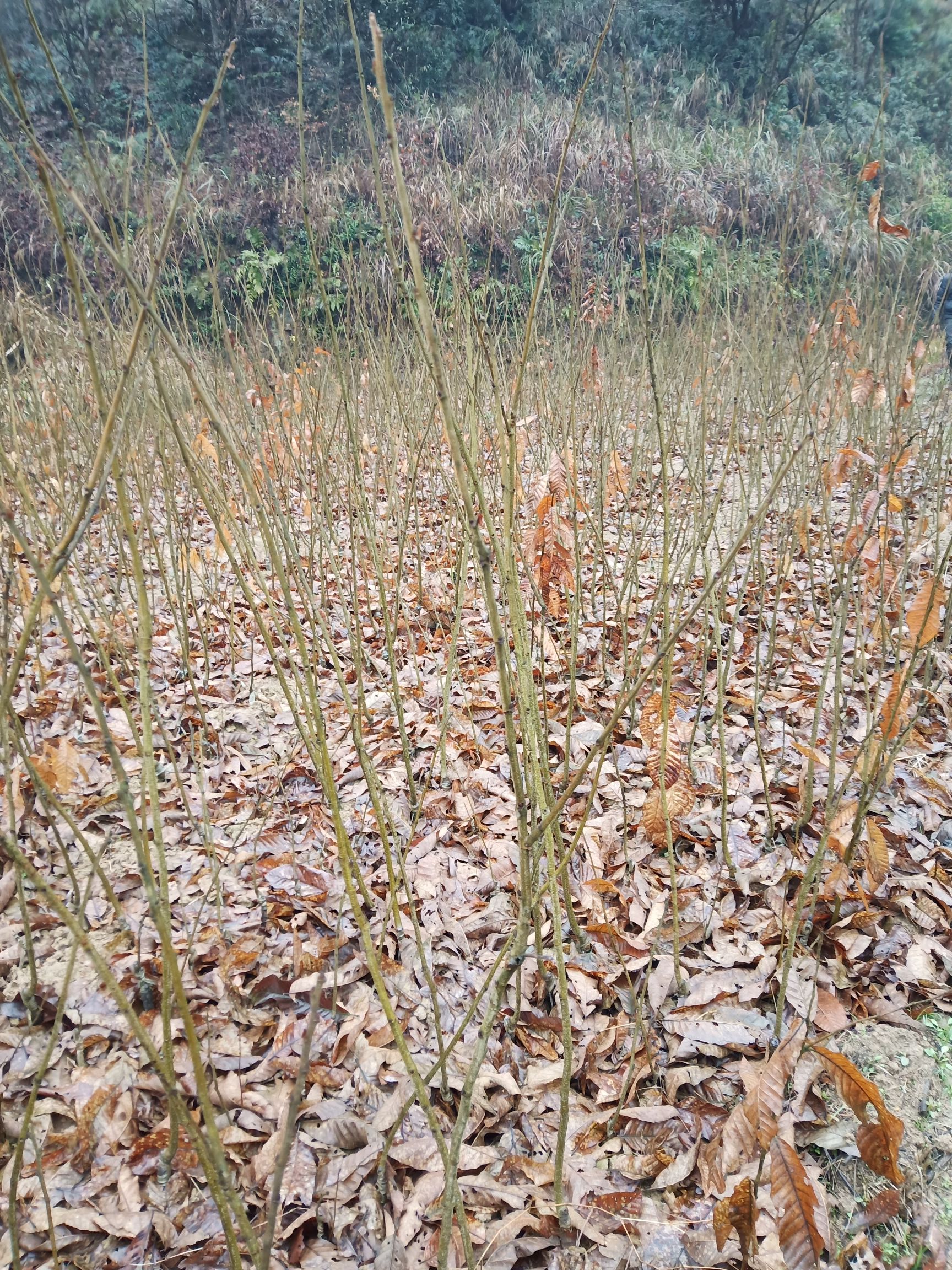 油栗苗  板栗树苗