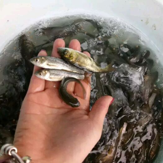 成都草鱼苗 