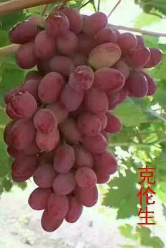 蓝宝石葡萄苗 