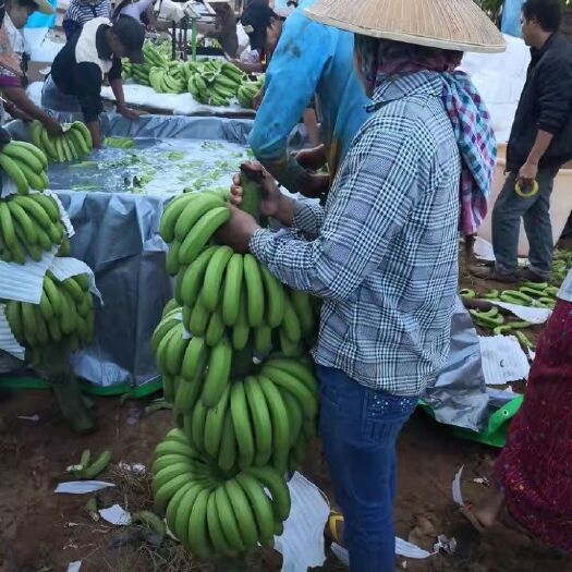 腾冲市缅甸香蕉 七成熟 