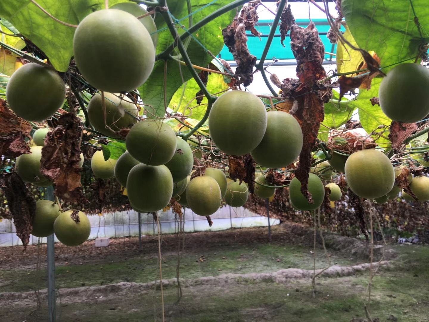 预售2025年新鲜罗汉果鲜果茶花茶罗汉果茶干果