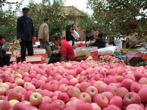 红富士苹果 70mm以上 条红 纸袋 