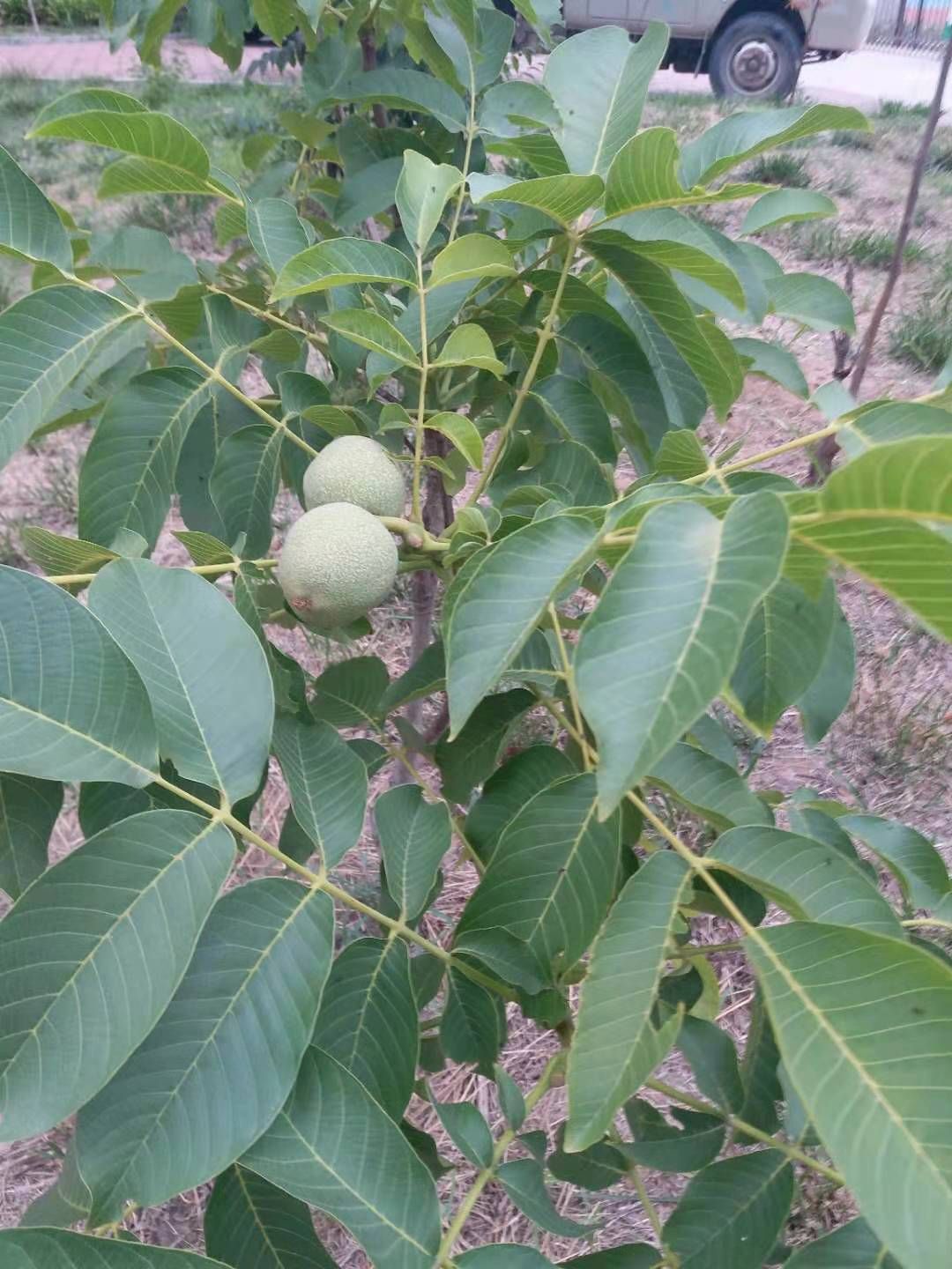 嫁接核桃苗  免费提供种植技术