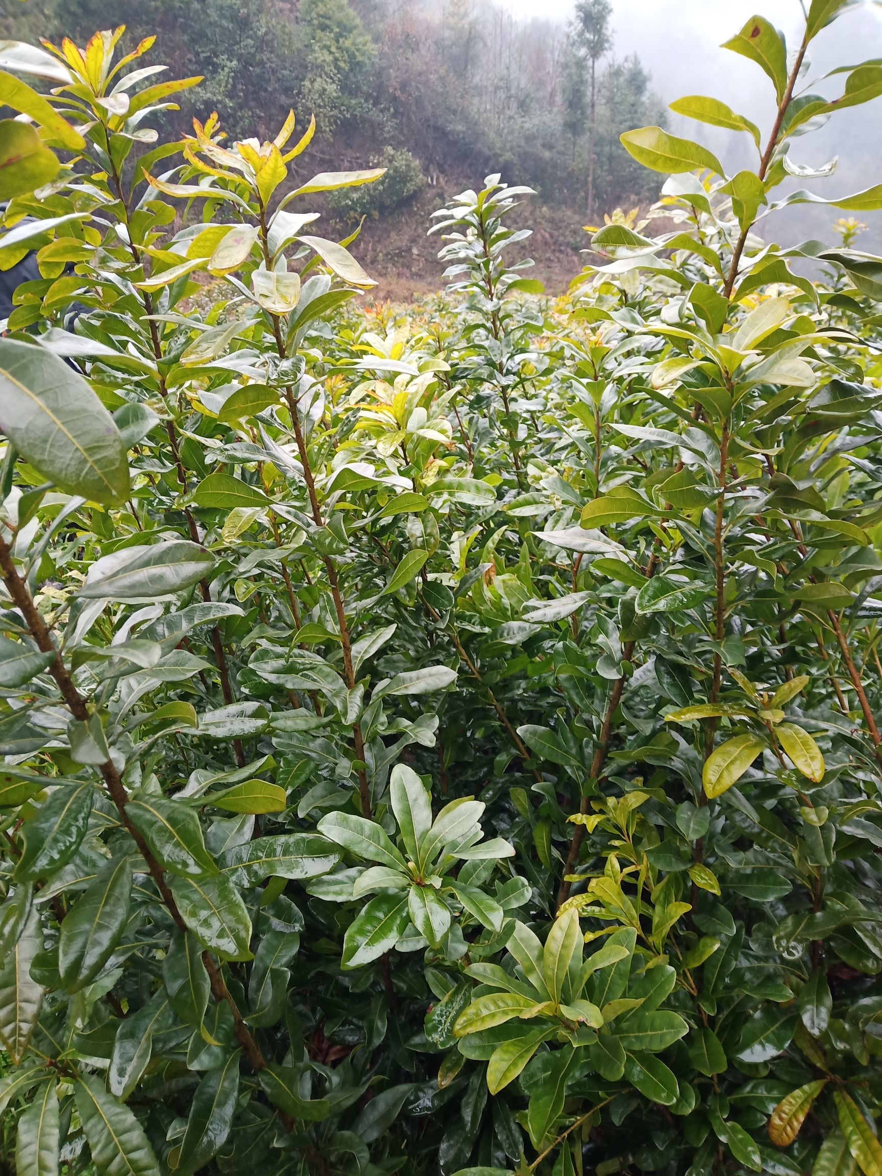 台梅杨梅树苗