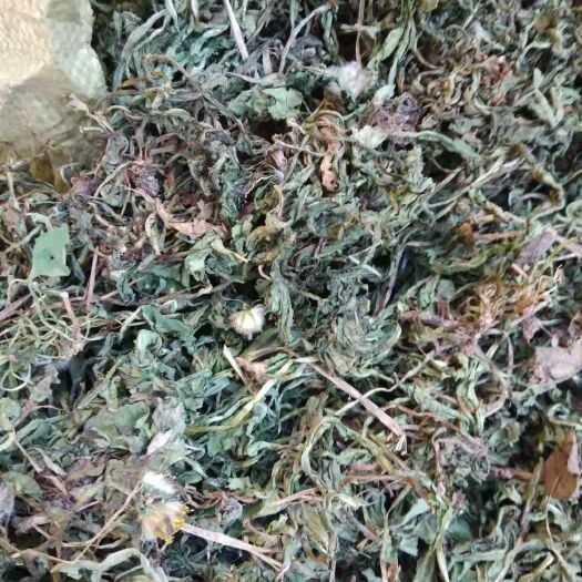 南漳县蒲公英