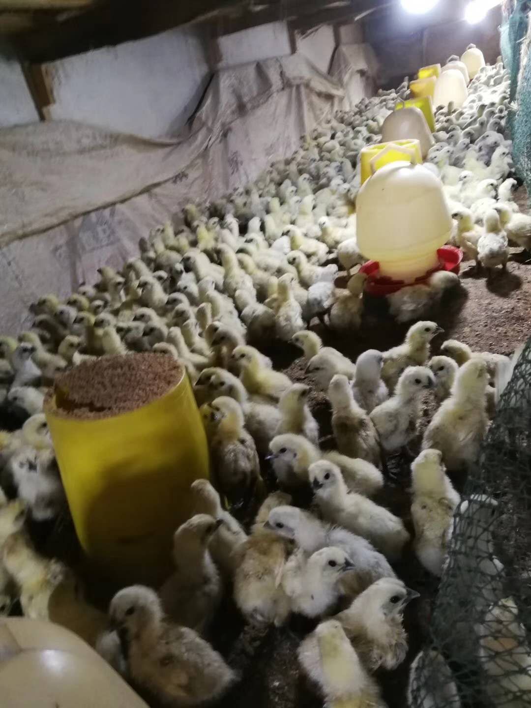 白凤乌鸡苗 