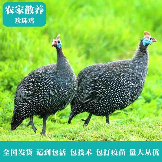 新沂市珍珠鸡苗 