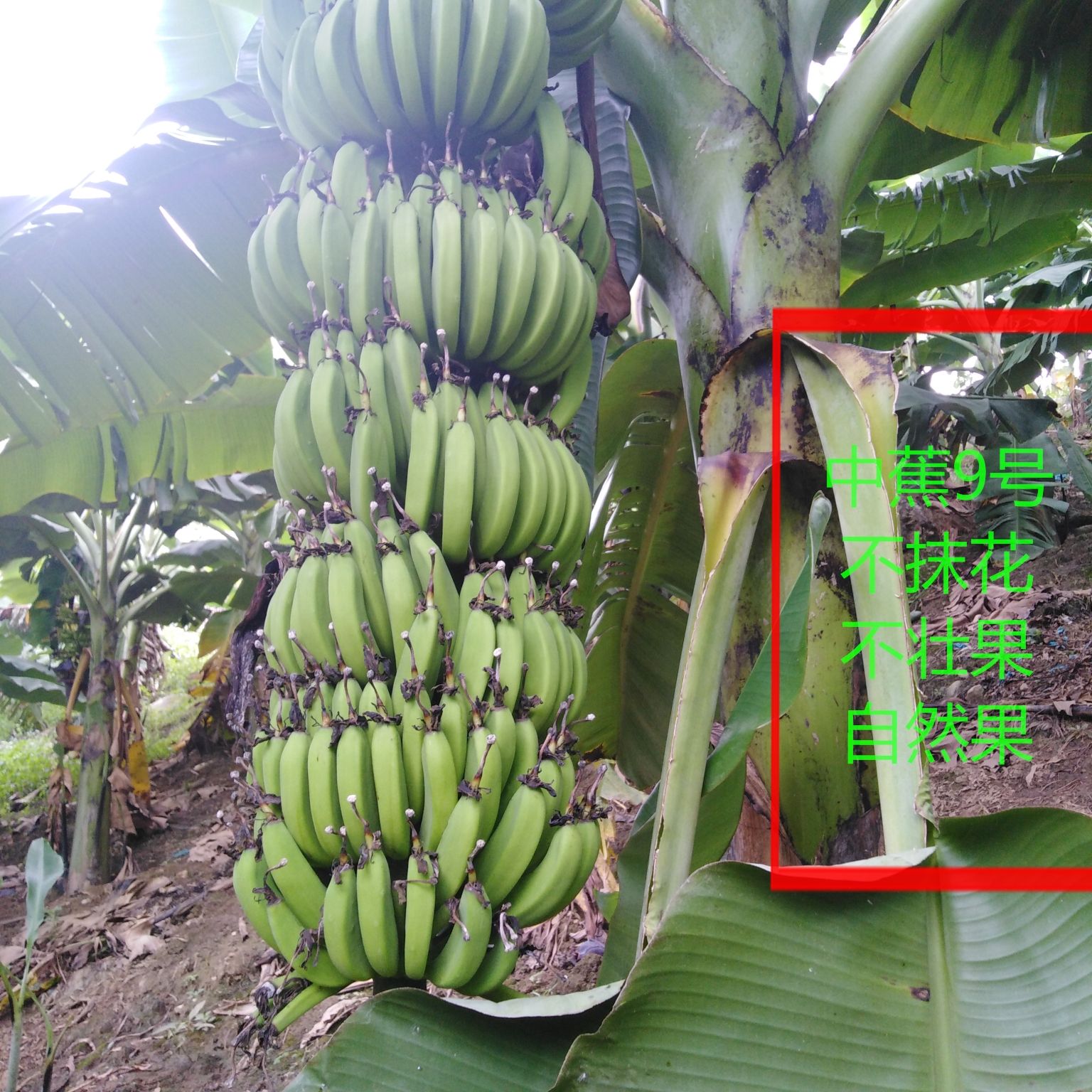 中蕉9号 七成熟