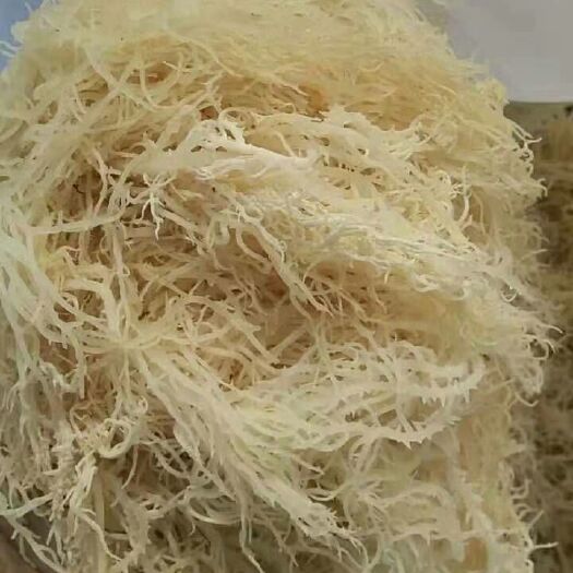 承德龙须菜 